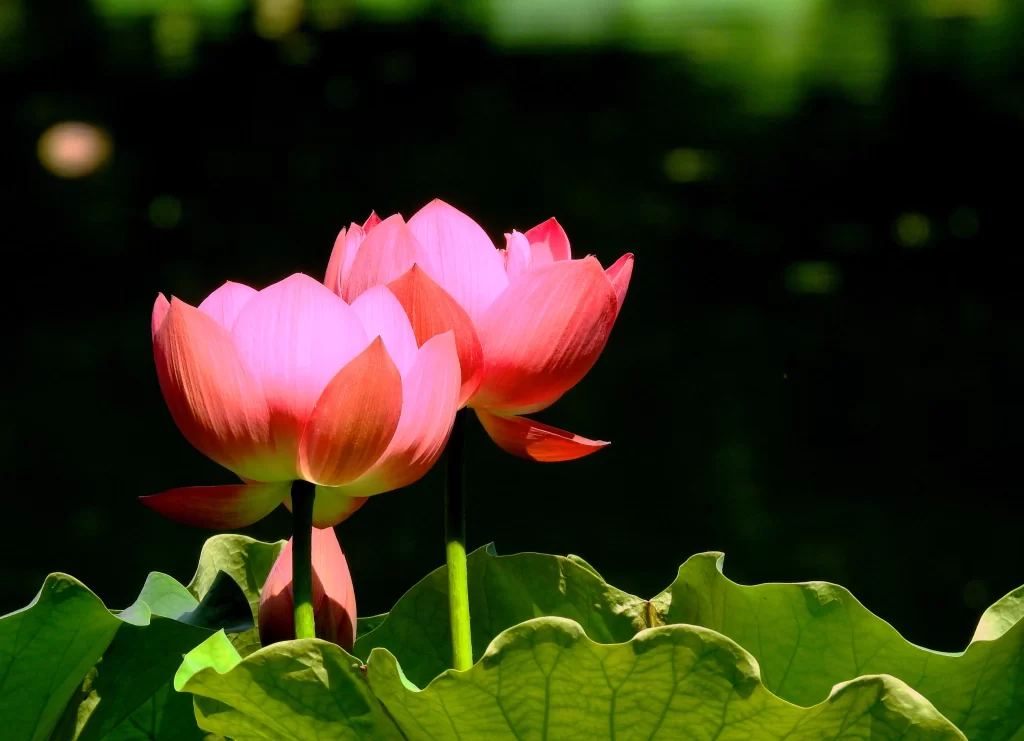 Pink Lotus Flower Green Leaf Pond dark Water