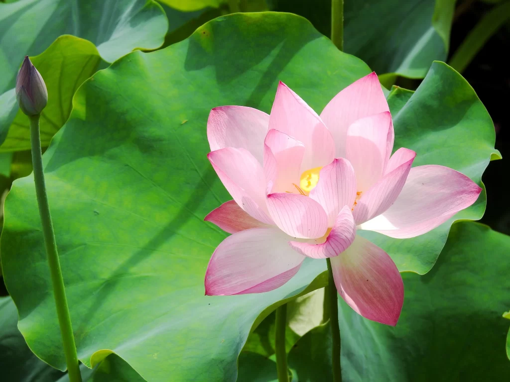 Pink Lotus Flower Green warm Leaf