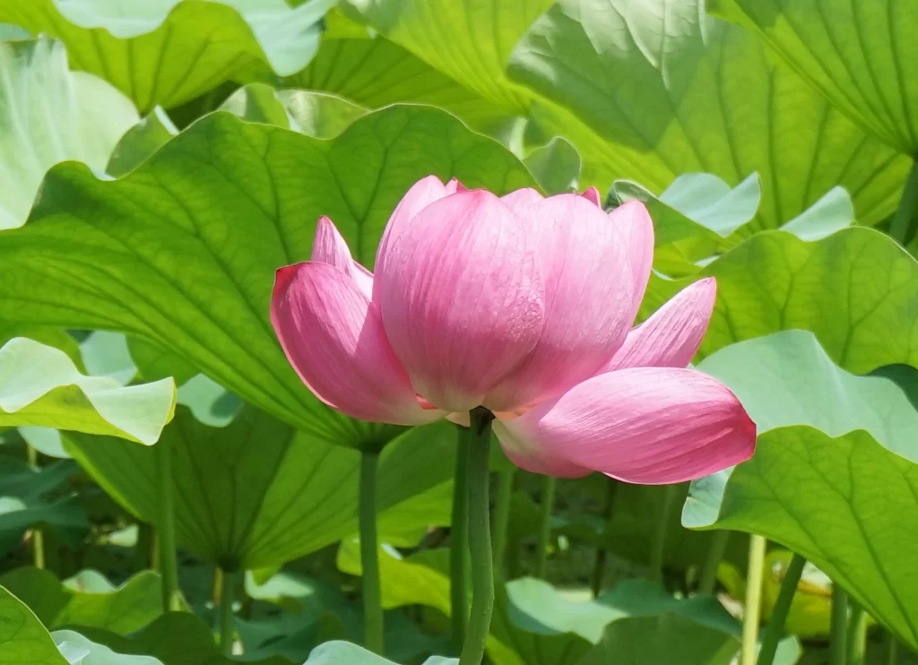 Pink Lotus Flower Green warm Leaf