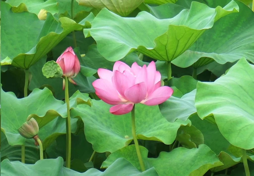 Pink Lotus Flower Green warm Leaf