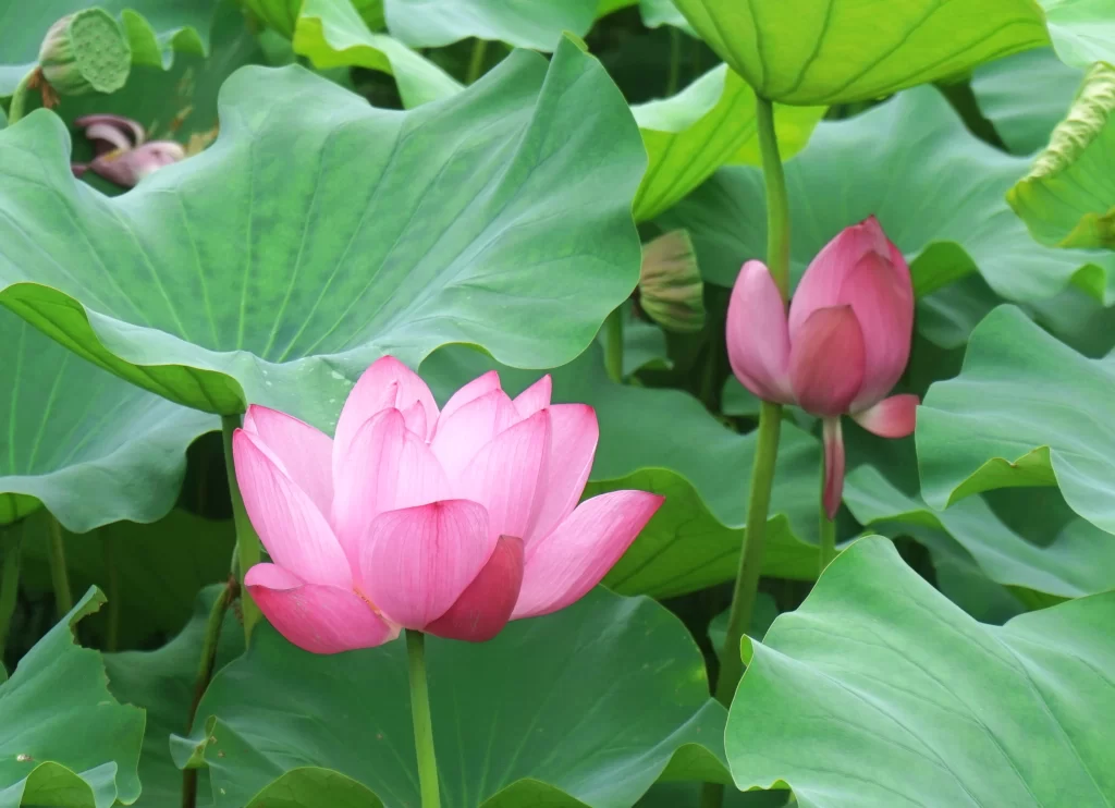 Pink Lotus Flower Green warm Leaf