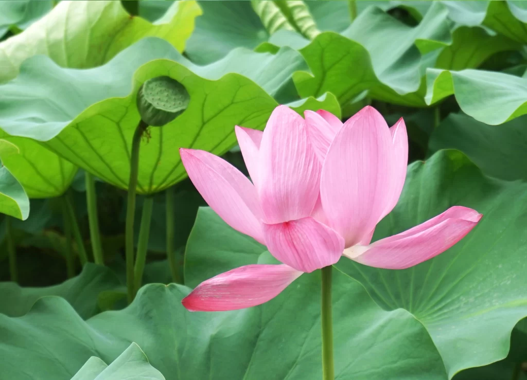 Pink Lotus Flower Green warm Leaf