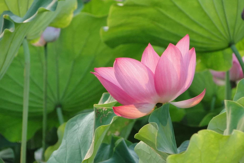 Pink Lotus Flower Green warm Leaf