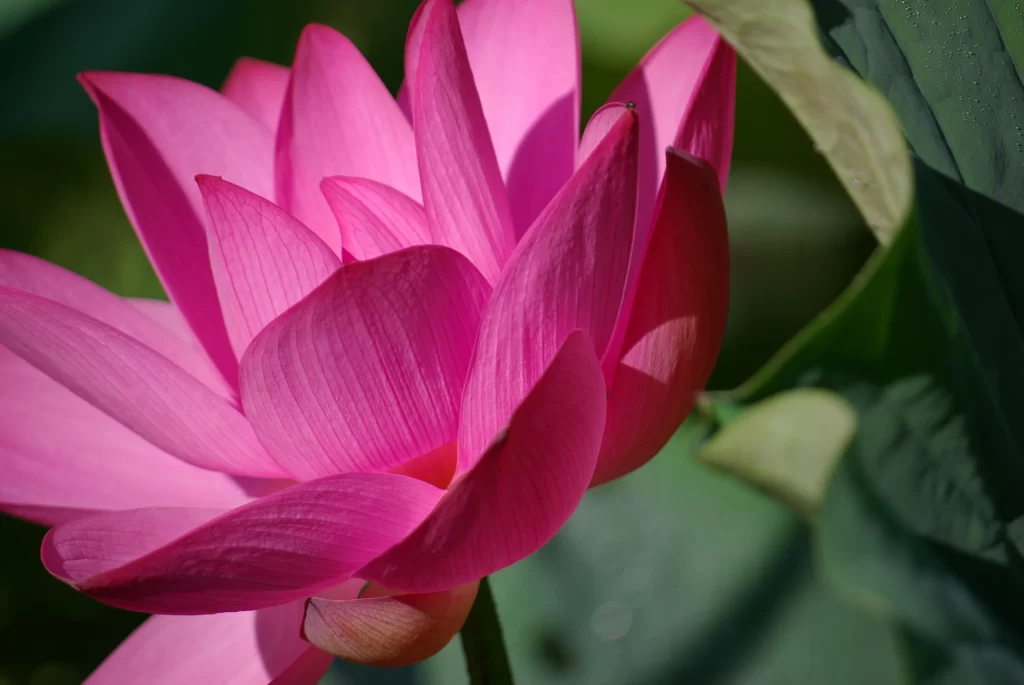 Pink Lotus Flower Green warm Leaf
