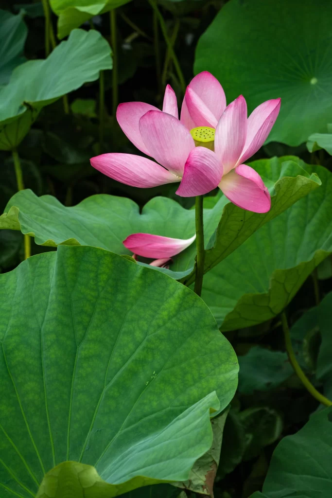 Pink Lotus Flower Green warm Leaf