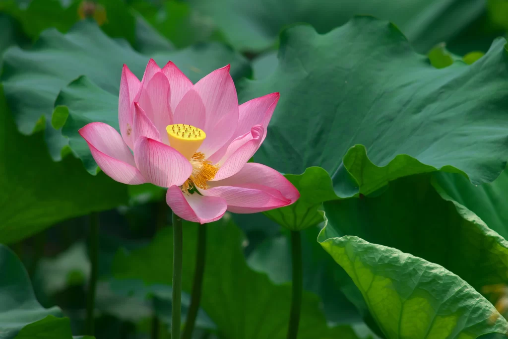 Pink Lotus Flower Green warm Leaf