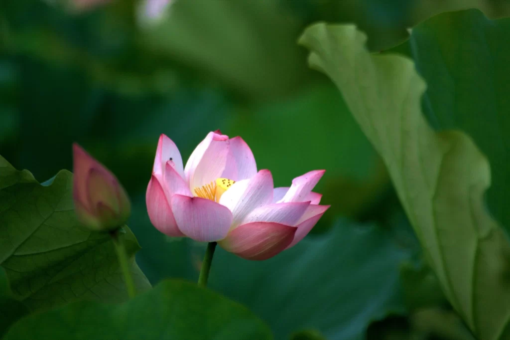 Pink Lotus Flower Green warm Leaf