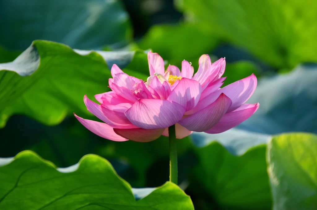 Pink Lotus Flower Green warm Leaf