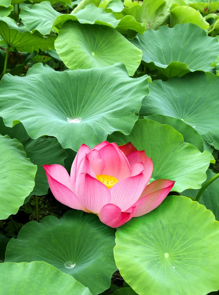 Pink Lotus Flower Green warm Leaf