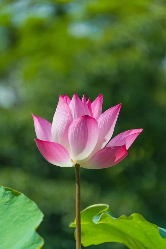 Pink Lotus Flower Green warm Leaf