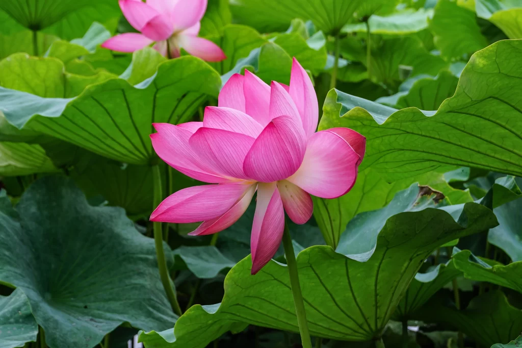 Pink Lotus Flower Green warm Leaf