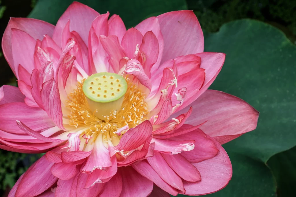 Pink Lotus Flower Green warm Leaf