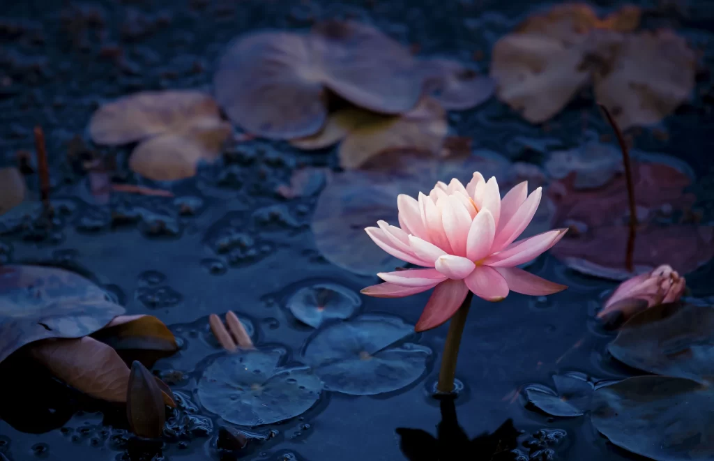 Pink Lotus Flower Purple Leaf Pond Water