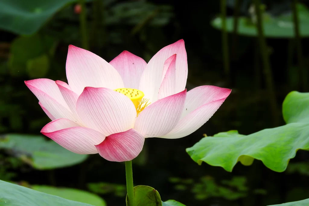 Pink Lotus Flower White Petals Yellow Center Green Leaves