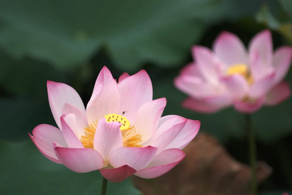 Pink Lotus Flower Yellow Center Green gray Leaf