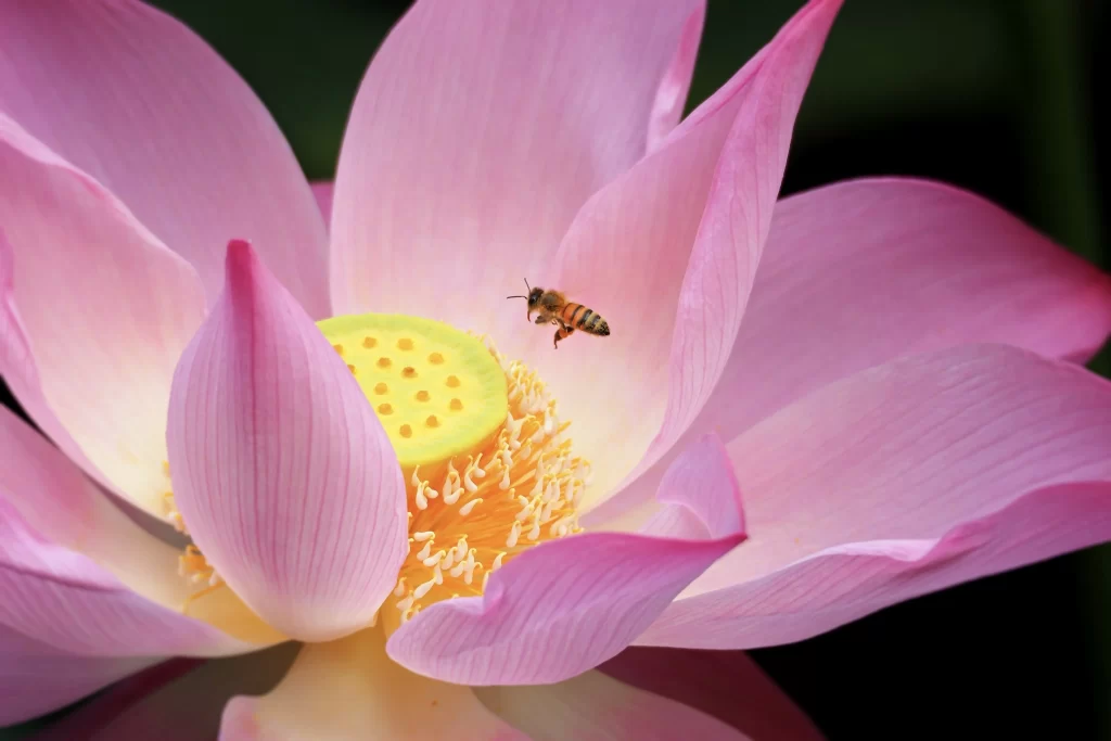 Pink Lotus Flower Yellow Center Bee