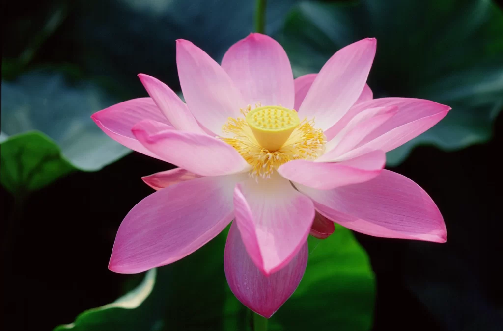 Pink Lotus Flower Yellow Center Green Leaves