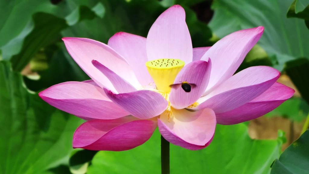 Pink Lotus Flower Yellow Center Green gray Leaf