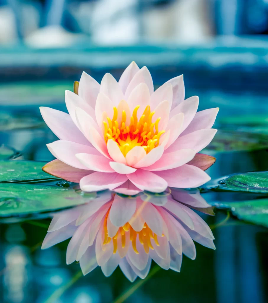 Pink Lotus Flower Yellow Center Green Leaf Pond cool Water
