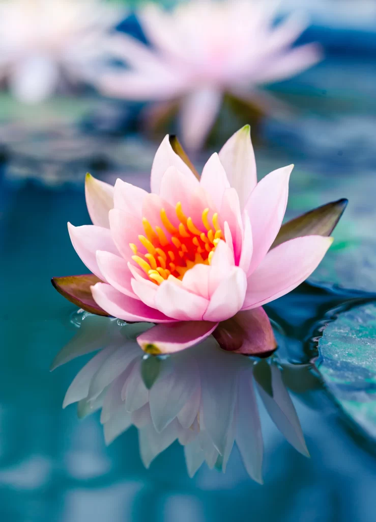 Pink Lotus Flower Yellow Center Green Leaf Pond gray Water