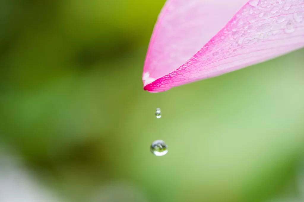 Pink Lotus Leaf Green Background Dewdrops