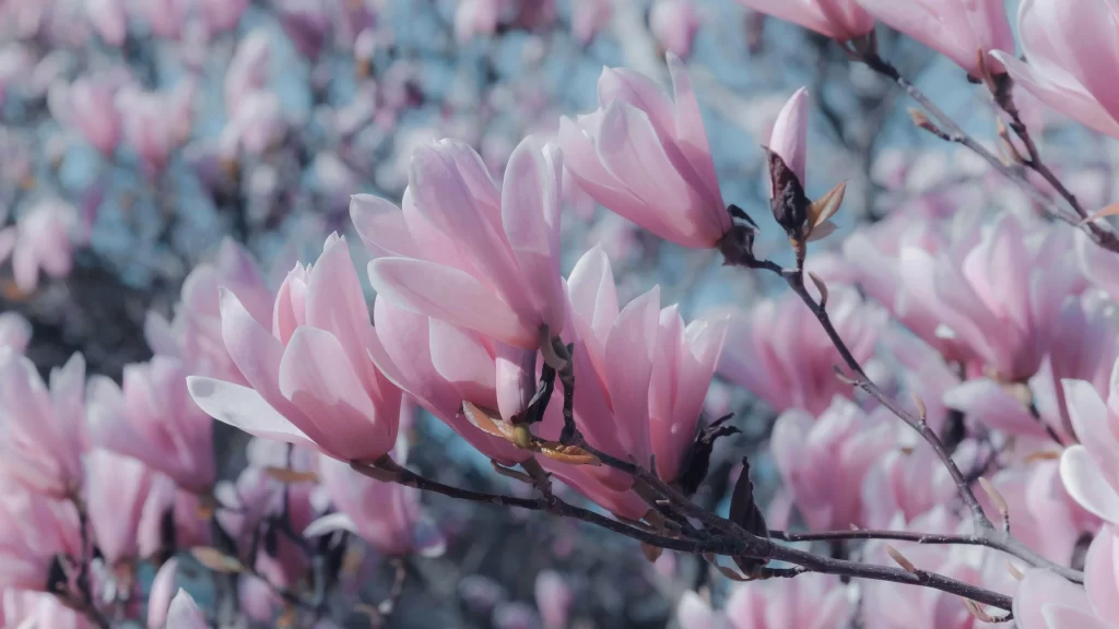 Pink Magnolia Blooms Petals Branches