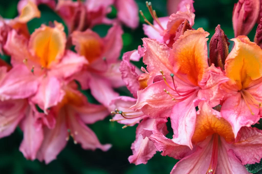 Pink Orange Rhododendron Petals Vibrant Blooms