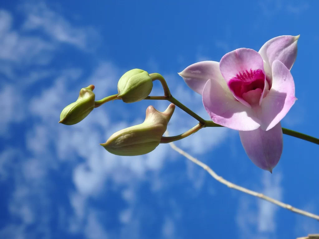 Pink Orchid Bloom Petals Bud Blue Sky