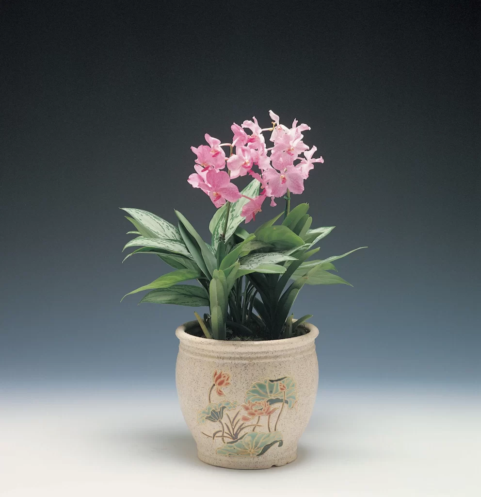 Pink Orchid Bloom Petals Green Leaves Ceramic Pot