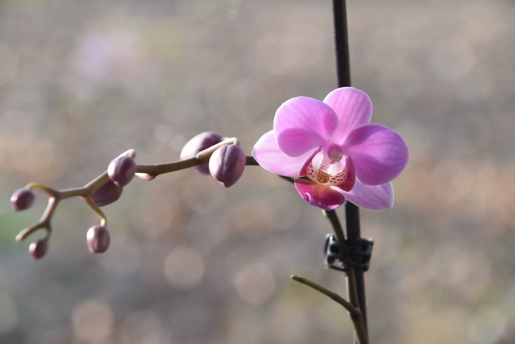 Pink Orchid Bloom Petals Bud
