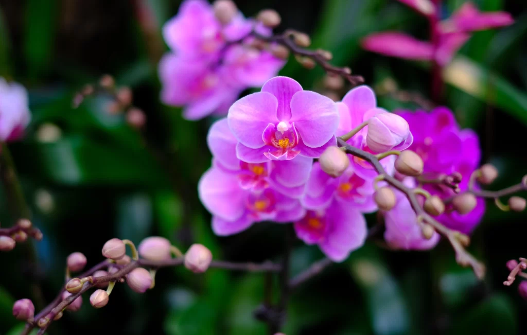 Pink Orchid Blooms Petals Garden