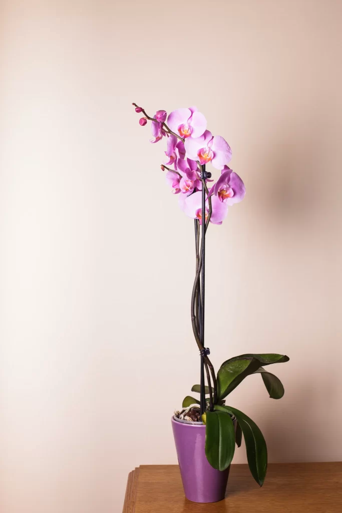 Pink Orchid Blooms Petals Green Leaves Purple Pot
