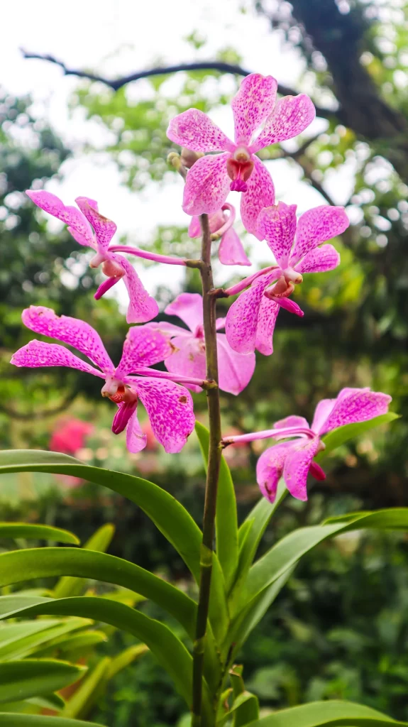 Pink Orchid Blooms Petals Speckled Green
