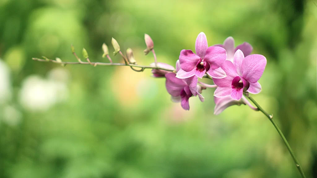 Pink Orchid Blooms Petals Stem Greenery