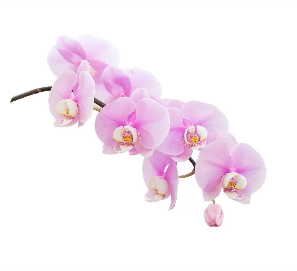 Pink Orchid Blooms Petals White Background