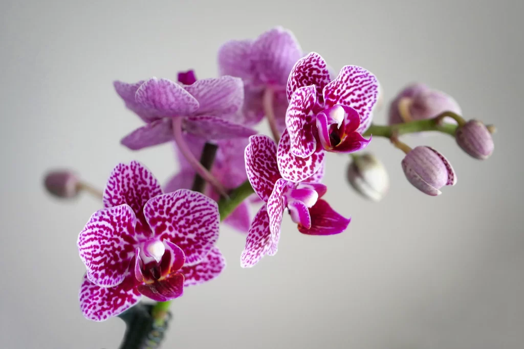 Pink Orchid Blooms Petals Speckled Pattern
