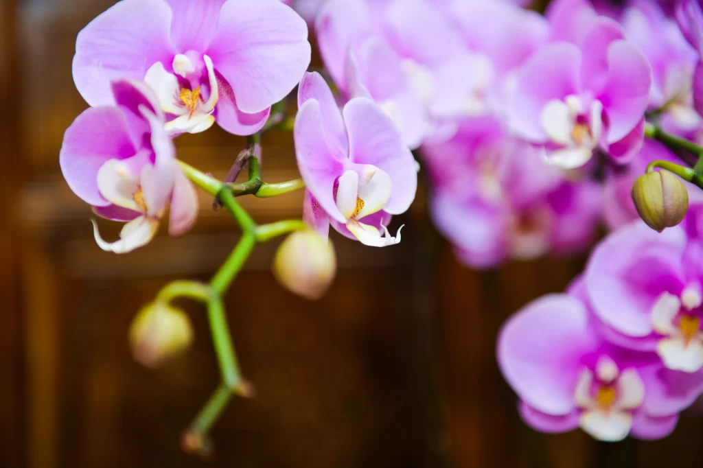 Pink Orchid Blooms Petals Green Stems