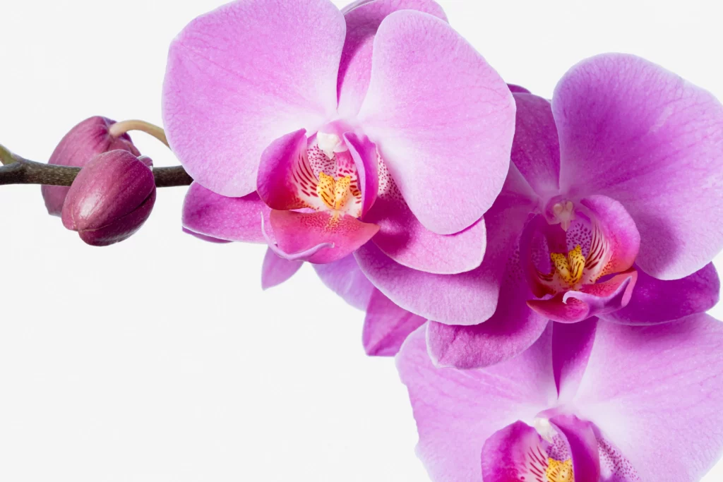 Pink Orchid Blooms Petals Yellow Center