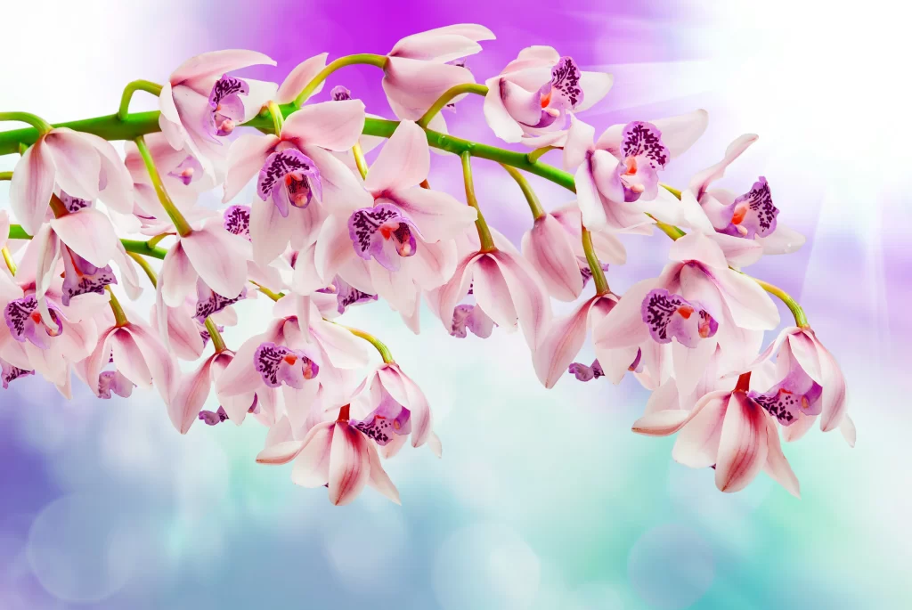 Pink Orchid Blooms Petals Purple Centers