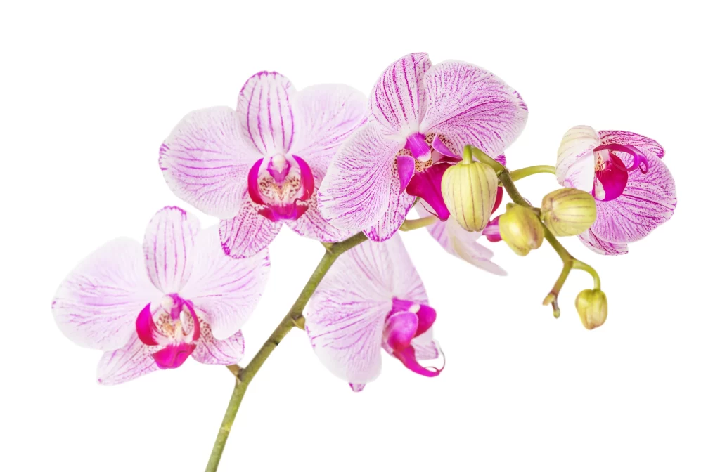 Pink Orchid Blooms Petals Stripes White