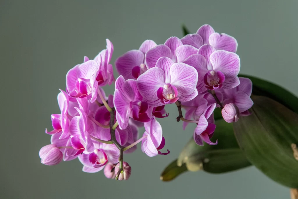 Pink Orchid Blooms Petals Stripes Green Leaves