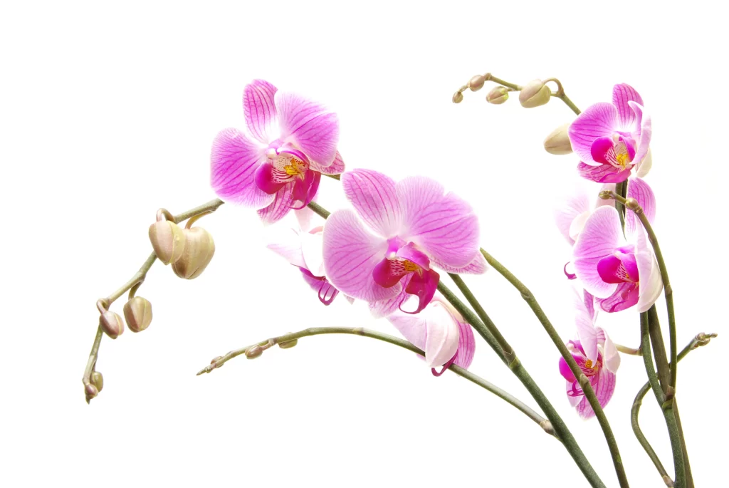Pink Orchid Blooms Petals Stripes Green Stems