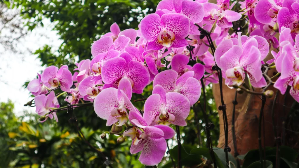 Pink Orchid Blooms Petals Speckled Garden