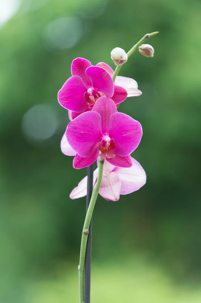 Pink Orchid Blooms Petals Stem