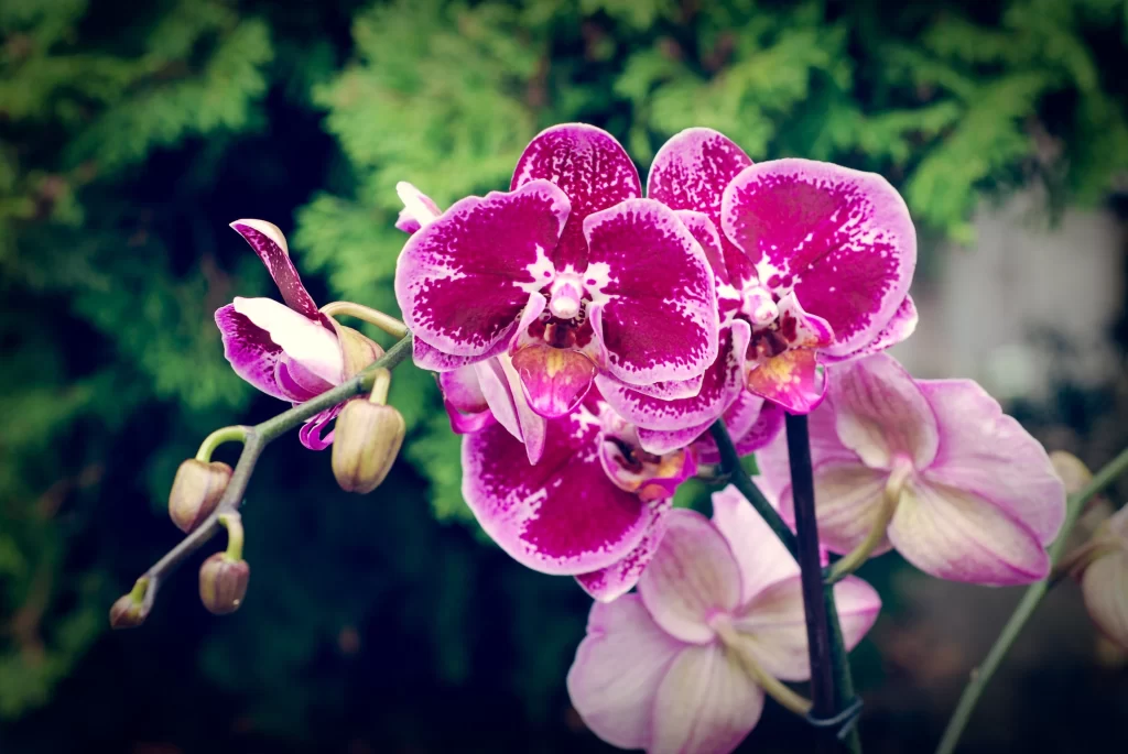 Pink Orchid Blooms Petals Speckled