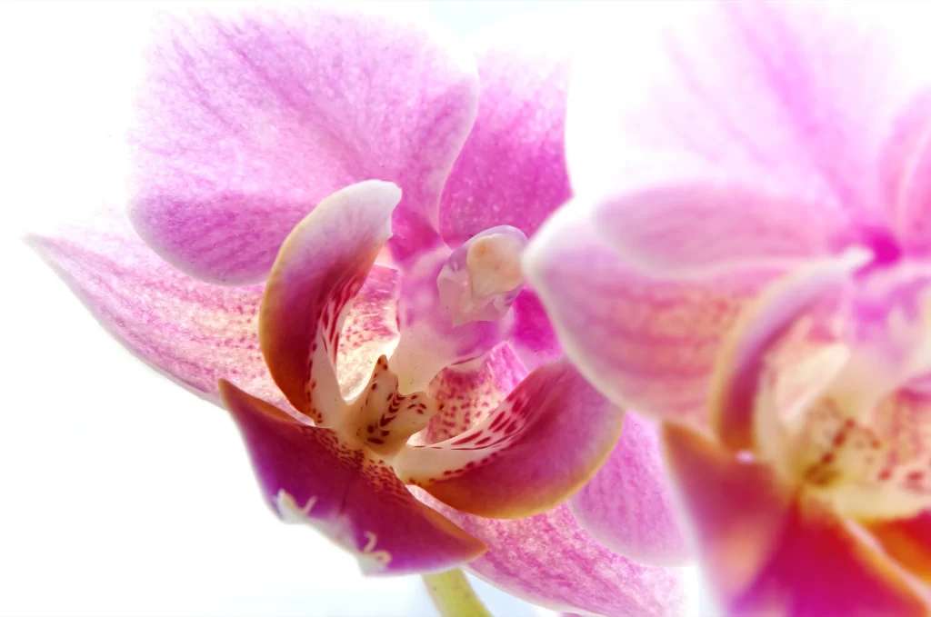 Pink Orchid Petals Bloom Texture