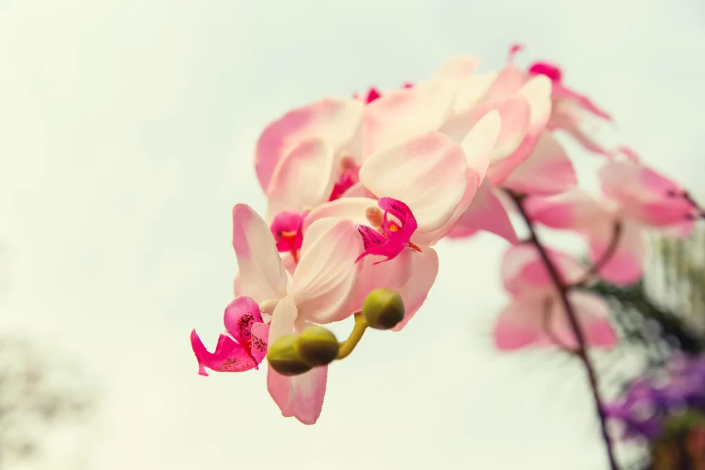 Pink Orchid Petals Bloom gray Bud