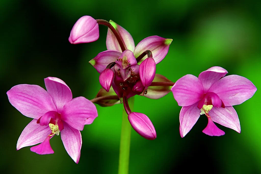 Pink Orchid Petals Bloom Green Background