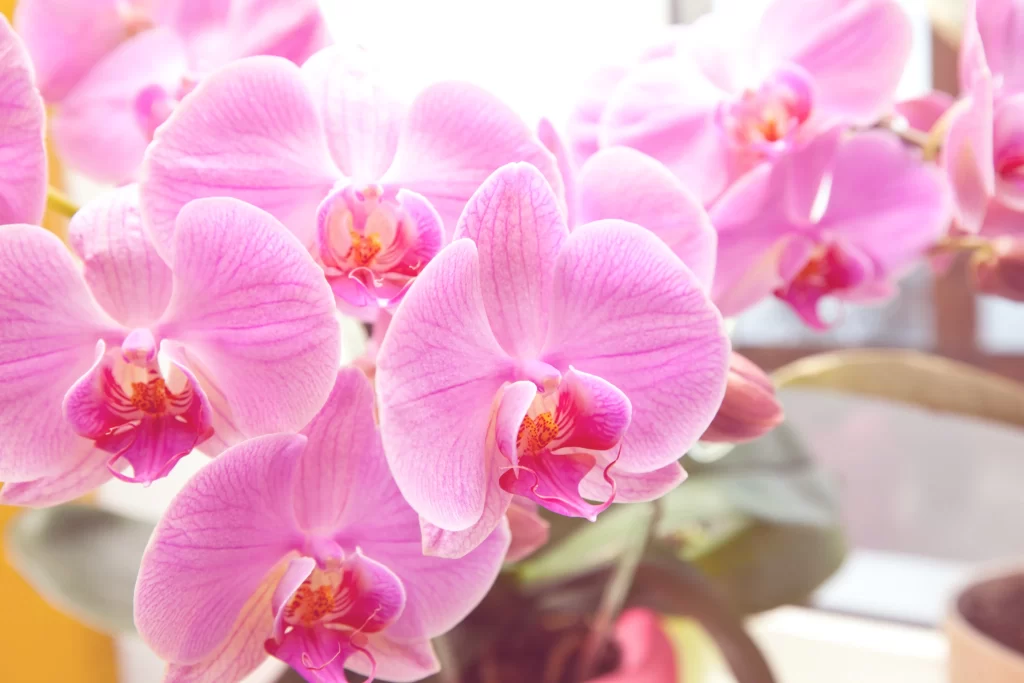 Pink Orchid Petals Bloom warm Garden