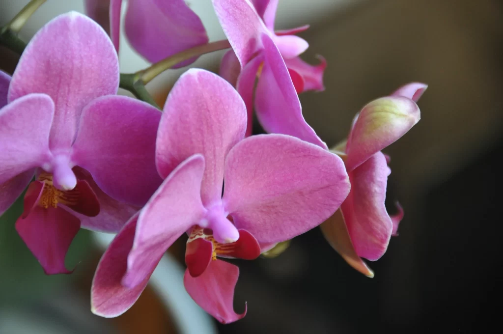 Pink Orchid Petals Bloom Curve
